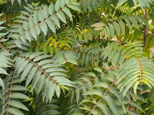 green fern leaves