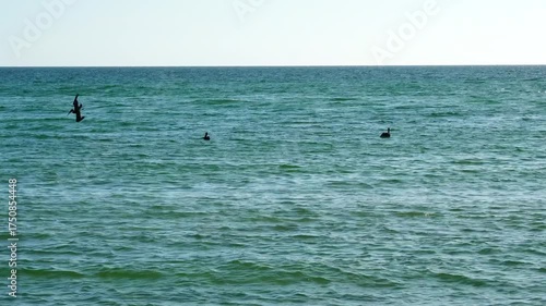 Sarasota, Florida USA - Sep 15, 2025: the sarasota beach sun set landscape and bird	
