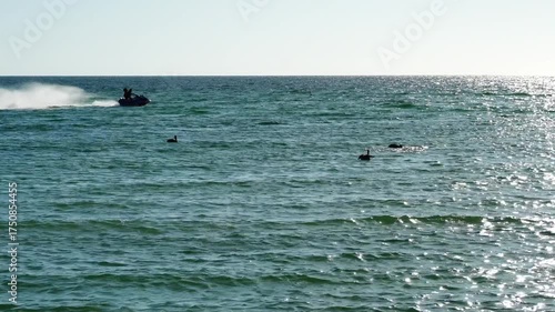 Sarasota, Florida USA - Sep 15, 2025: the sarasota beach sun set landscape and bird	
