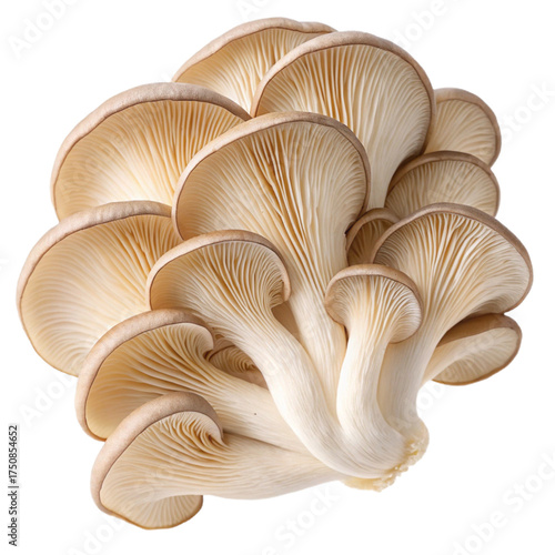 Oyster mushrooms PNG cutouts (transparent)