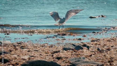 Black head Seagull - Chroicocephalus ribundus - landing on water