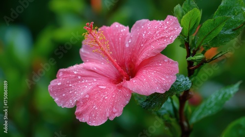 Wallpaper Mural A vibrant pink hibiscus flower stands out among its green leaves glistening with raindrops showcasing natures beauty in a peaceful garden during the morning hours. Torontodigital.ca