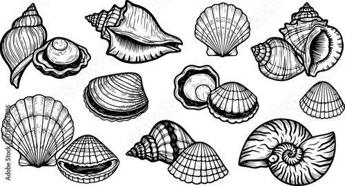 Seashells vector set. Hand drawn illustrations.