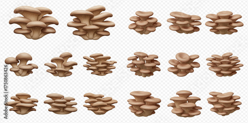 A collection of oyster mushrooms in various groupings, showcasing their unique shape and texture.