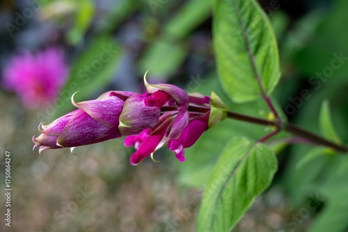 close up of bright pink salvia involucrata rosy leaf sage