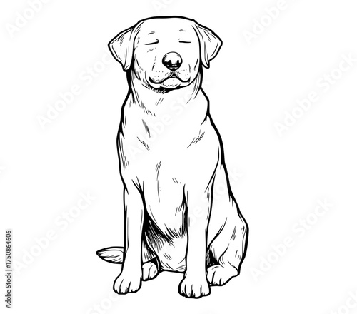 a black and white drawing of a dog sitting with a peaceful expressiondog, draw, drawing, illustration, laboratory, labrador, sit, sketch 