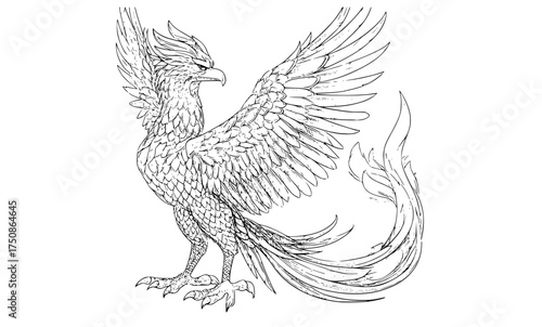 a detailed drawing of a majestic phoenix bird with wings spread wide, showcasing intricate scales and a long tailbird, cock, drawing, eagle, flap, illustration, sketch, spread, symbol, tail, wing 