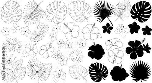 Tropical leaves and flowers, vector line and silhouette sketches. Big collection of exotical flora