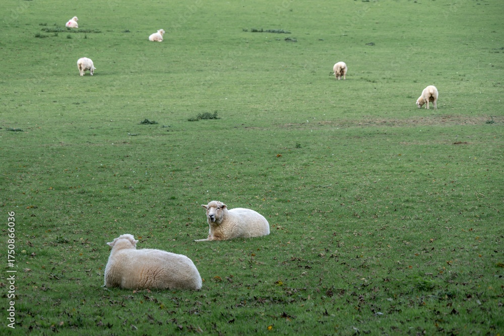 Naklejka premium herd of sheep in the field