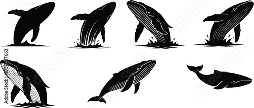 Humpback whale silhouette breaching, ocean wildlife illustration, marine animal art, black and white whale design, dynamic sea creature motion