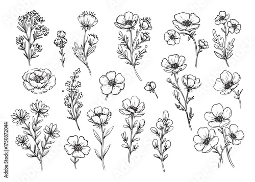Elegant Floral Line Art Collection Black and White Botanical Illustration