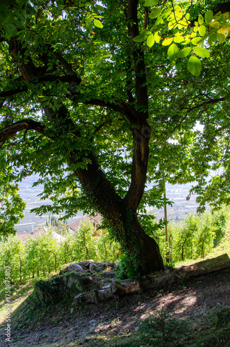 Der Marlinger Waalweg, Südtirol