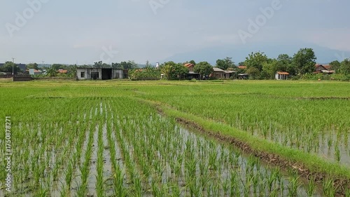 a video of a view of vast green rice fields