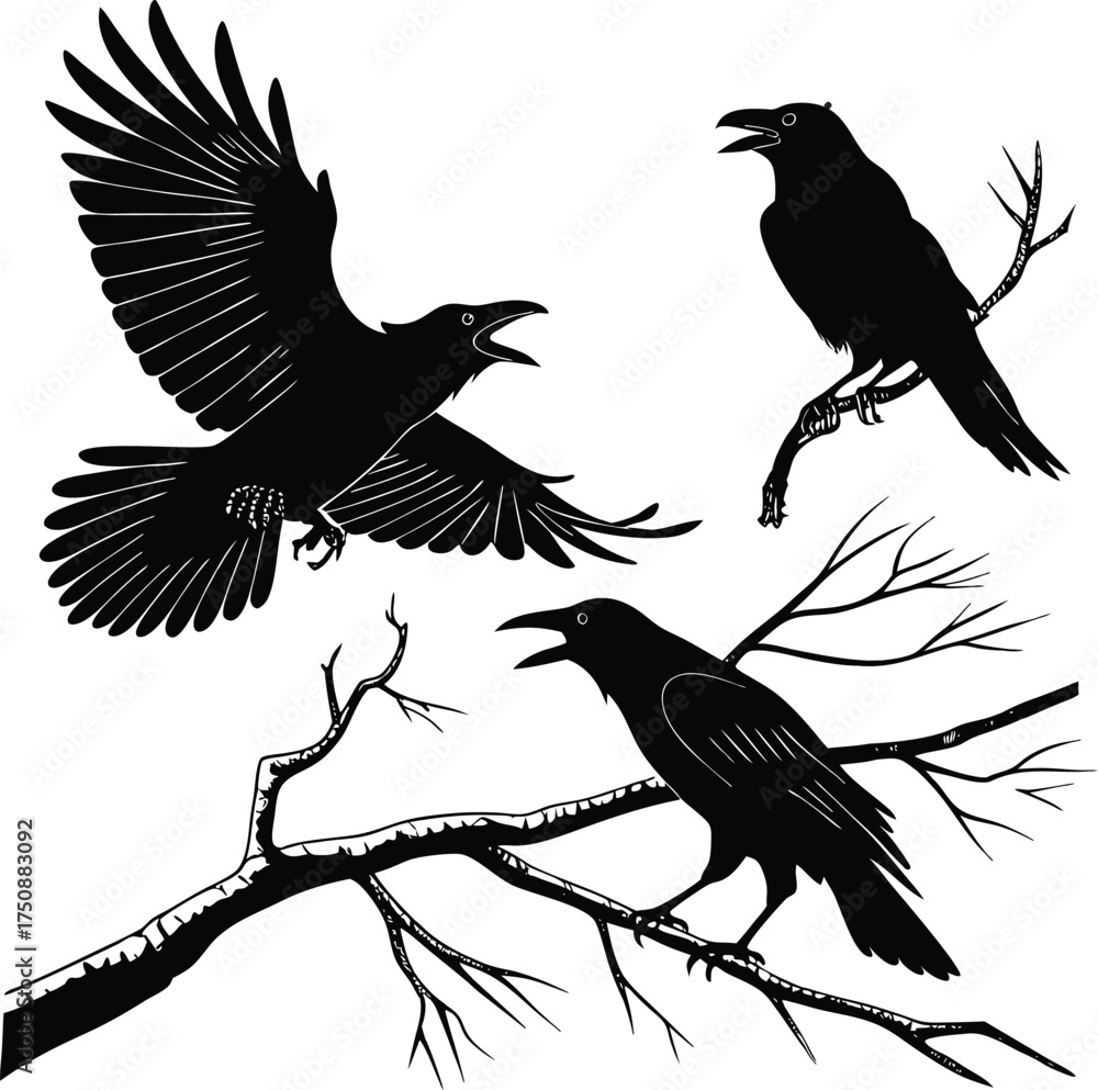 Obraz premium Three black crows on bare branches one flying raven