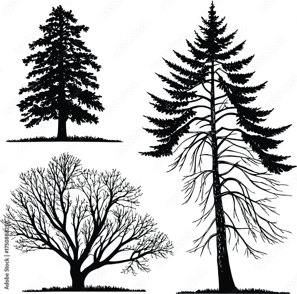 Fototapeta premium Three black silhouette trees on white background nature