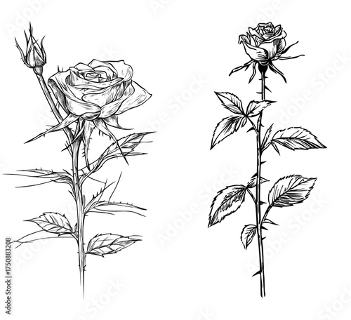 Black and white silhouette illustration of a rose, showcasing detailed leaves and stem of the flower