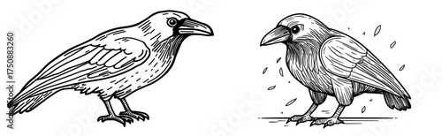An illustration of a black raven's silhouette is presented, highlighting its intricately detailed feathers and beak from a side profile perspective