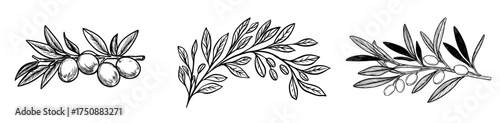 Illustration of an olive branch featuring leaves and fruits rendered in black and white silhouette