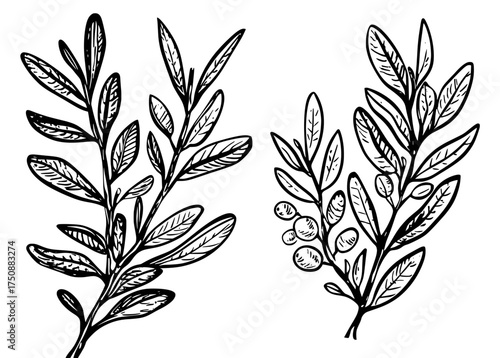 An olive branch with leaves and fruit is illustrated in black and white, presented as a silhouette