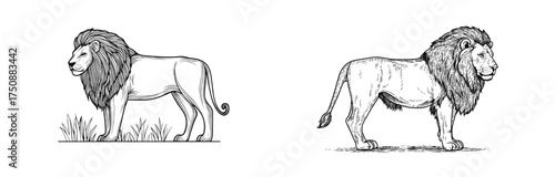 The lion's black silhouette highlights its regal profile and unique mane