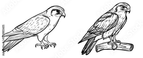 A standing falcon is beautifully showcased in a silhouette illustration that emphasizes its unique traits and poise