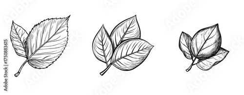 A leaf's black silhouette, comprising several pointed segments, is set against a white backdrop