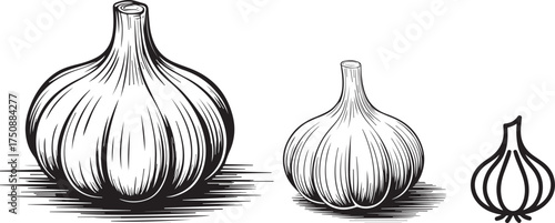 garlic isolated on white background