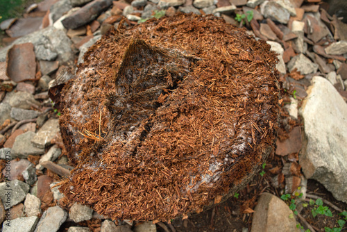 pieces of coconut tree