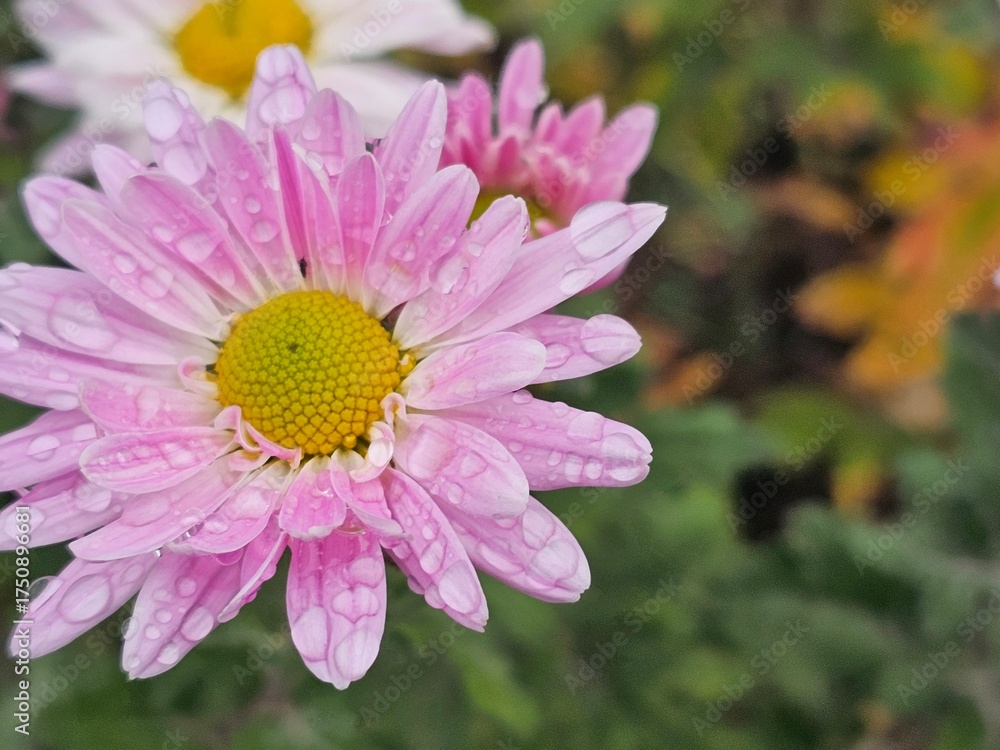Obraz premium pink cosmos flower, raindrops on flower petals
