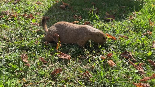 Prairie dog, also known as a ground squirrel, in a grass meadow, nibbling on the grass. Slow motion.