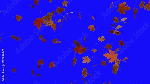Orange Falling Autumn Maple Leaves on Blue Screen (Chroma Key)

