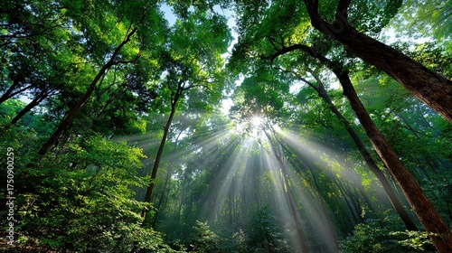 Morning sunlight rays stream through the forest trees, illuminating a foggy path landscape