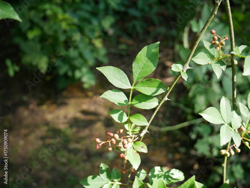 Poivrier chinois ou poivrier du Sichuan (Zanthoxylum simulans) dans un jardin en été