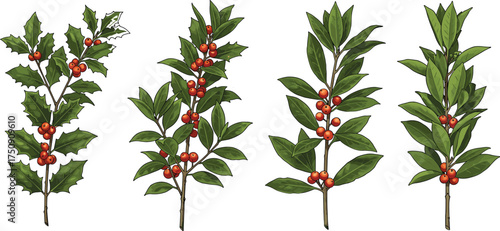 Realistic holly and berry branch illustration set with green leaves and red fruits for Christmas decoration, botanical art, and vector design