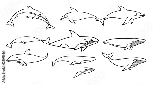 Line art illustration showing various marine mammals, including dolphins, orca, and whales, in different poses.