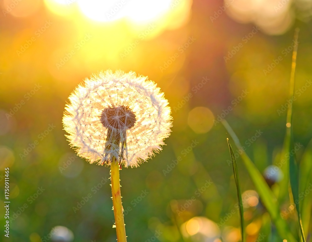 Fototapeta premium Dandelion Seed Head in Golden Sunlight - A Moment of Serenity.