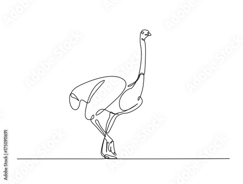 Continuous one line drawing of Ostrich bird. Ostrich bird line art vector illustration. Animal concept design.