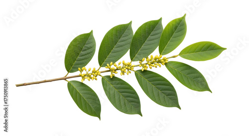Isolated twig of Sandalwood tree with green leaves and tiny yellow flowers, aromatic wood plant