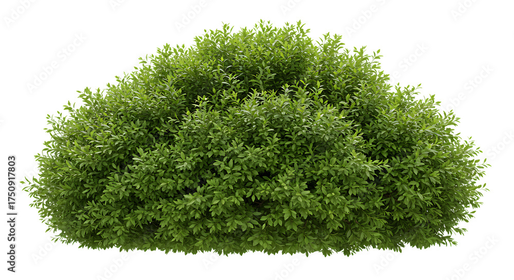 Fototapeta premium Lush green garden bush isolated on a pure white background for landscape design elements