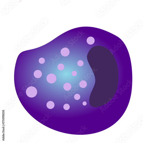 Detailed eosinophil illustration for medical education and research, revealing cell structure, ideal for presentations and scientific publications use!