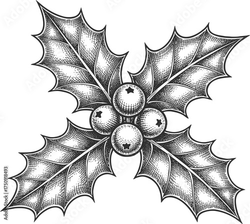 Engraving art vector art of holly leaves and berries
