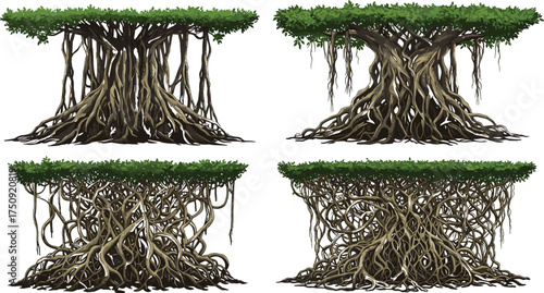 Set of cartoon style mangrove tree roots with green leaves canopy on white background, vector illustration for nature design.