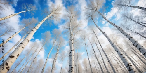 Wallpaper Mural Towering winter birch trees stretch skyward against a pale blue background with soft white clouds Torontodigital.ca