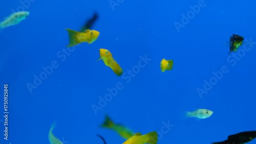 Platy fish swimming in aquarium with blue background. Close-up of platy fish in clear water tank. Tropical platy fish floating gracefully in aquarium.