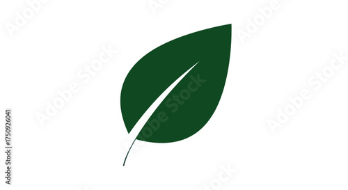Single Green Leaf with Prominent Vein on White Background.