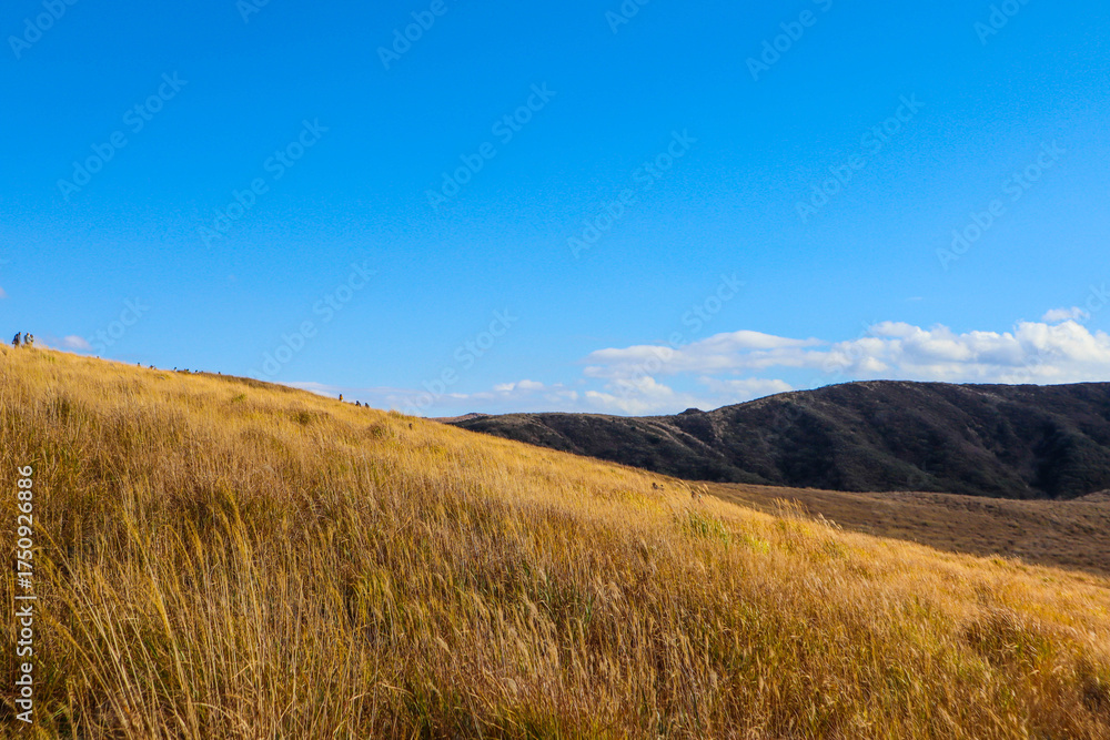Fototapeta premium Golden Grass Hills of Mount Aso Under Blue Sky.