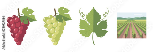 Illustration of red and green grape clusters, a grape leaf, and a vineyard landscape depicting viticulture elements.