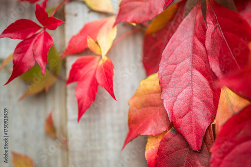 Foto Red, Orange and Yellow leaves, against a garden fence, in a firework of autumn c