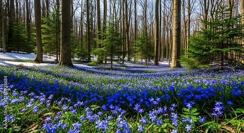 Bluebells Blooming in Hallerbos Forest, Belgium - A Springtime Spectacle.