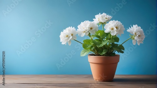 Wallpaper Mural Vibrant white geranium flowers in a vase on a dusty blue background Torontodigital.ca